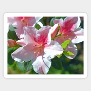 Encore Azalea Flowers Sticker